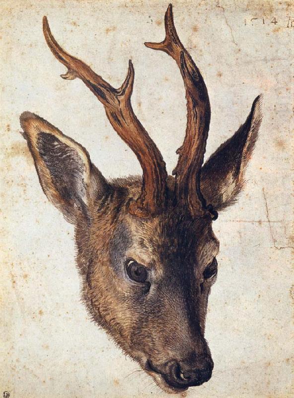Albrecht Durer The Head of Stag china oil painting image